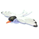 Arctic Tern