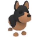 Australian Kelpie