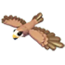 Black Kite