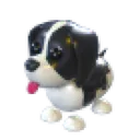 Black Springer Spaniel