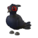 Black-Chested Pheasant