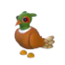 Brown-Chested Pheasant