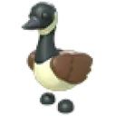 Canadian Goose
