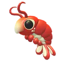 Emperor Shrimp