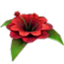 Forgotten Flower