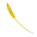 Golden Wheat