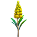 Goldenrod Flower