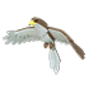 Hawk