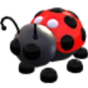 Ladybug