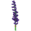 Lavender Bundle