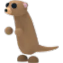 Meerkat