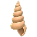 Musical Conch