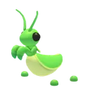 Praying Mantis