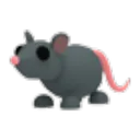 Rat