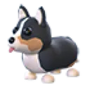 Royal Corgi