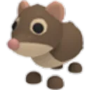 Shrew