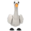 Swan