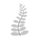 White Fern