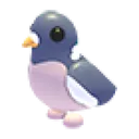 Wood Pigeon